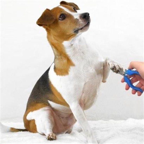 BUFFER® Evcil Hayvan Kedi ve Köpek Paslanmaz Çelik Yaylı Tırnak Makası ve Düzeltme BUFFER® Evcil Hayvan Kedi ve Köpek Paslanmaz Çelik Yaylı Tırnak Makası ve Düzeltme