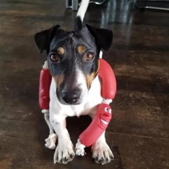 BUFFER® Evcil Hayvanlar İçin Eğitici 4 Adet Sevimli Oyuncak Sosis BUFFER® Evcil Hayvanlar İçin Eğitici 4 Adet Sevimli Oyuncak Sosis