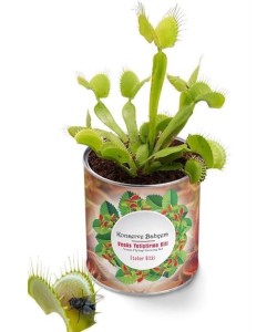 BUFFER® Konserve Bahçem Venüs Et Obur Bitki Yetiştirme Kiti