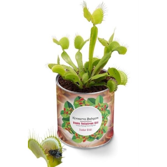 BUFFER® Konserve Bahçem Venüs Et Obur Bitki Yetiştirme Kiti